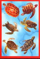 Tortues : Multi Vues - Tortues