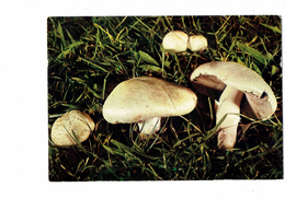 Cpm Champignons - Champignon - AGARIC CHAMPETRE - Comestible - Collection Du Club Paris - Pilze