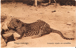 POSTCARD AFRICA ANGOLA PUNGO - ANDONGO LEOPARDO LEOPARD ANIMAL LIFE - Tigres