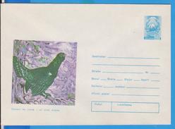 BIRD BIRDS MOUNTAIN ROOSTER ROMANIA POSTAL STATIONERY - Cuckoos & Turacos