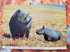OLD  Postcard - Rhinoceros With Calf - Rhino  - KENYA - HINDE - Rhinocéros