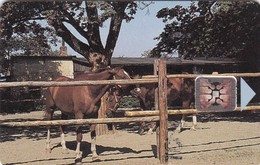 Czechoslovakia, CS-CSF-PUB-0018, Psychiatric Sanatorium - Bohnice, Horses,2 Scans.    Chip : SC4  SB - Tschechoslowakei