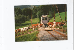 SUR LE PASSAGE A NIVEAU DE CORNAUX BELLE RENCONTRE ENTRE L'AUTOMOTRICE ABF EH 4/4 ET UN TROUPEAU DE VACHES 1981 - Cornaux