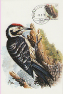 MC BUZIN / Pic épeichette   / Kleine Bonte Specht  / Dendrocopos Minor / Lesser Spotted Woodpecker  / Kleinspecht   1990 - Pics & Grimpeurs