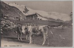 Täschalp Taeschalp (2215 M) Animee Kühe Vaches - Phototypie No. 11184 - Täsch