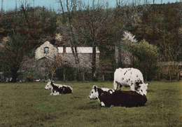 CPSM  Ambrières Moulin De Genes - Ambrieres Les Vallees