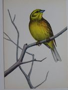 Bird/ Oiseau / Bunting  /  Polish Postcard - Vögel