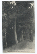 2709 - Les Bois De Pins Et De Sapins Sur La Route De Saint Julien D'Ance 20 - Altri & Non Classificati