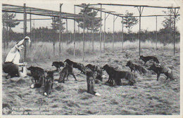 Années 40  - Libramont - Parc De Séviscourt  " Elevage De Renards Argentés " - Libramont-Chevigny