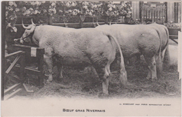Agriculture :  Boeuf  Gras   Nivernais   (  Foire De  Paris ?)   Vache - Other & Unclassified
