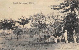 MALI  SOUDAN   KAYES    LES AUTRUCHES DE L'HOPITAL - Mali