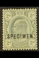 TRANSVAAL 1909 2d Grey, Wmk Mult Crown CA, Ovpts "SPECIMEN," Prepared For Use But Not Issued, SG 277s, Fine Mint,... - Non Classés
