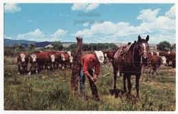 COWBOY REPAIRING FENCE - GRAZING CATTLE - HORSE - AMERICAN WESTERN SCENE C1960s Vintage Postcard - Altri & Non Classificati