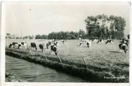 NEDERLAND  PAESI BASSI  OLANDA  Fries Landschap  Grazende Koeien - Leeuwarden