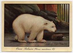 Chromo Chocolat Van Houten Ours Polaire Ursus Maritimus - Van Houten