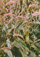 Bistort - Persicaria Bistorta - Medicinal Plants - Herbs - 1980 - Russia USSR - Unused - Geneeskrachtige Planten