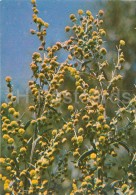 Common Wormwood - Artemisia Absinthium - Medicinal Plants - Herbs - 1980 - Russia USSR - Unused - Heilpflanzen