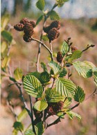 Grey Alder - Alnus Incana - Medicinal Plants - Herbs - 1980 - Russia USSR - Unused - Heilpflanzen