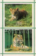 Lion - Tiger - Kiev Kyiv Zoo - 1976 - Ukraine USSR - Unused - Tigres
