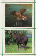 Hippo - Tapir - Kiev Kyiv Zoo - 1976 - Ukraine USSR - Unused - Ippopotami