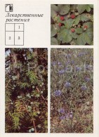Delcampe - Wild Strawberry - Common Juniper - Cornflower - Medicinal Plants - Herbs - 1988 - Russia USSR - Unused - Heilpflanzen