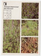 Jacob's Ladder - Valerian - Common Motherwort - Medicinal Plants - Herbs - 1988 - Russia USSR - Unused - Medicinal Plants