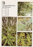 Bird-cherry Tree - Common Tormentil - Bistort - Medicinal Plants - Herbs - 1988 - Russia USSR - Unused - Medicinal Plants