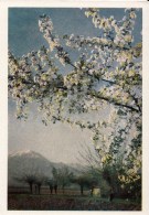 Spring In The Pamirs - 1961 - Tajikistan USSR - Unused - Tadschikistan