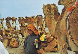 United Arab Emirates Dubai PPC Boy With His Camels Photo A. Shiblaq (2 Scan) - Dubai