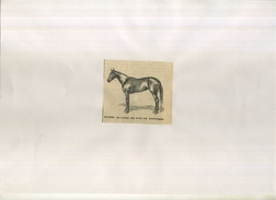 SUNOL . LA REINE DU TROT EN AMERIQUE . REPRO FIN XIXeS. DECOUPEE ET COLLEE SUR PAPIER . - Equitation