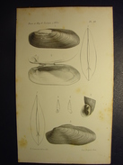 ANCIENNE GRAVURE COQUILLAGE 1863 - LEVASSEUR DEL ET LITH BECQUET FRERES - SHELL PRINT - Non Classés