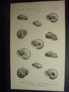 ANCIENNE GRAVURE COQUILLAGE 1864 - HELIX BELLARDII - VAR OCCLUSA - ESCHERIANA - ARNOUL DEL ET LITH BECQUET - SHELL PRINT - Non Classés