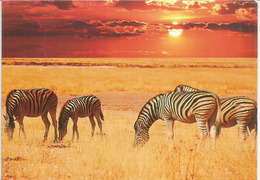 Le Zèbre Des Savanes Africaines, Carte Postale Adressée ANDORRA, Avec Timbre à Date Arrivée - Zebra's