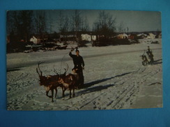 CP ETATS-UNIS- ALASKA- FAIRBANKS - REINDEER TEAM AND SIED ON CHENA - Fairbanks