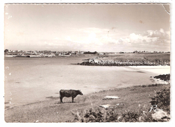 En Bretagne ,PORTSALL KERSAINT ,Finistère; Vue Générale; Vache; Postée De Ploudalmezeau > Lartigue, Guerre Algérie 1959 - Kersaint-Plabennec