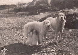 G , Cp , ANIMAUX , Chiens Des Pyrénées - Chiens