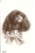 CAVALIER KING CHARLES  JOLI NOEUD AU COU   WOUNU 702 - Dressed Animals