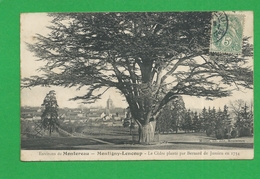 CARTE POSTALE  MONTEREAU MONTIGNY LENCOUP Le Cedre Planté Par Bernard De Jussieu - Montereau