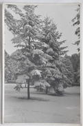 FOTO NATALE 1940 " ROMA - VILLA BORGHESE - " NON VIAGGIATA - Parchi & Giardini