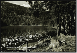 Großer Arbersee Im Bayrischen Wald  -  Ansichtskarte Ca.1960    (7067) - Bodenmais