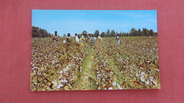 Cotton Picking Time In The Deep South   = ==  Ref 2534 - Negro Americana