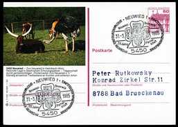80620) BRD - P 138 P7/102 - Ortsgleich OO Gestempelt - 5450 Neuwied, Zoo, Strauß - Postales Ilustrados - Usados