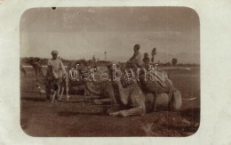 T3 1914 Strumica, Camels, Photo (small Tear) - Sin Clasificación