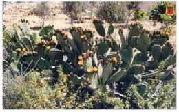 (55) Cactus - Cactussen