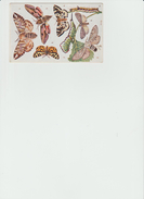 CPA - Oilette / Papillons - Chenille / Tuck's Post Card  (REF 356) - Papillons
