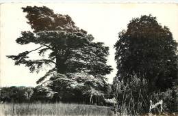 VILLECRESNES       LE CEDRE   ARBRE - Villecresnes