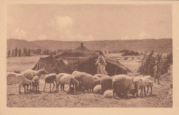 Algérie - Laghouat - Moutons Campement Nomades - Editeur Aracil - Szenen