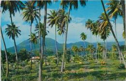 CPSM 9 X 14 Guadeloupe Colonies Françaises écrite éditeur Dormand 3 Saint Sauveur - Andere & Zonder Classificatie