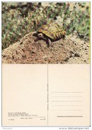 Romania, Oltenia, Banat- Animals, Animaux-  Broasca Testoasa, Turtle - Schildpadden
