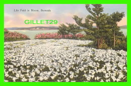 BERMUDES - LILY FIELD IN BLOOM, BERMUDA -  No 232 - YANKEE STORE - - Bermuda